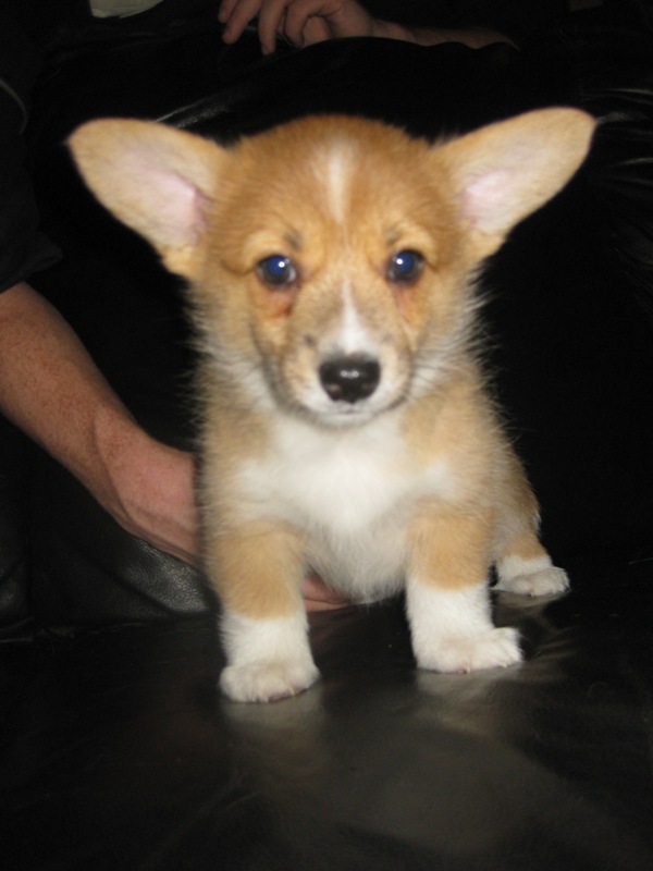 Puppies